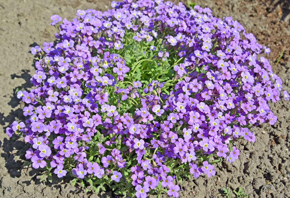 Изображение особи род Aubrieta.