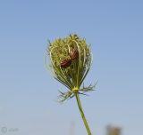 Daucus carota