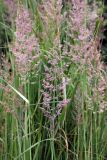 Calamagrostis epigeios