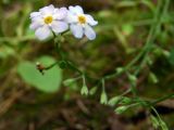 Myosotis palustris