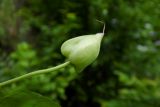 Calystegia silvatica