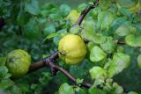 Chaenomeles japonica