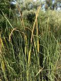 Typha laxmannii. Верхушки побегов с соцветиями. Украина, г. Запорожье, пос. Солнечный, балка Березноватая, мелководье озерка. 10.07.2020.