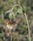 Trifolium montanum