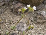 Cerastium подвид tauricum