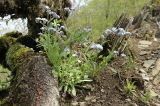 Myosotis lithospermifolia. Цветущее растение. Краснодарский край, м/о гор. Геленджик, окр. села Светлое, скальный гребень на северном склоне горы Нексис, дубово-грабовый лес. 23.04.2022.