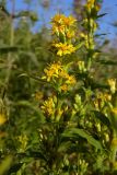 Solidago virgaurea. Верхушка цветущего побега. Республика Адыгея, Майкопский р-н, ок. 7 км к югу от с. Новопрохладное, хр. Ду-Ду-Гуш, выс. ок. 1570 м н.у.м., субальпийский луг, на склоне. 30.07.2022.