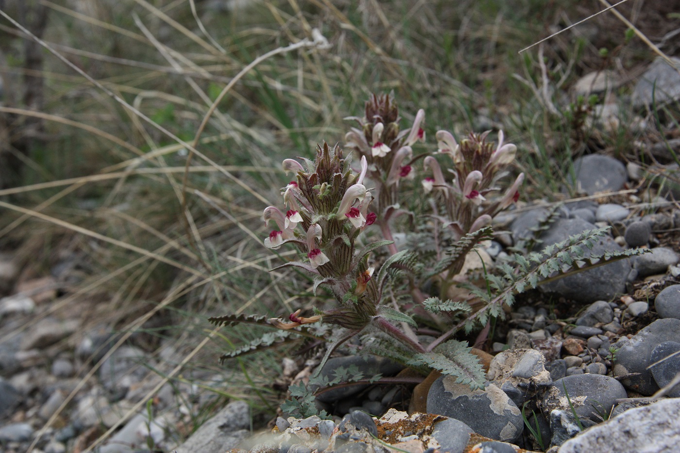 Изображение особи Pedicularis karatavica.