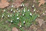 Galanthus plicatus