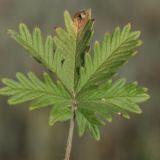 Potentilla approximata