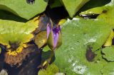 Nymphaea nouchali variety caerulea