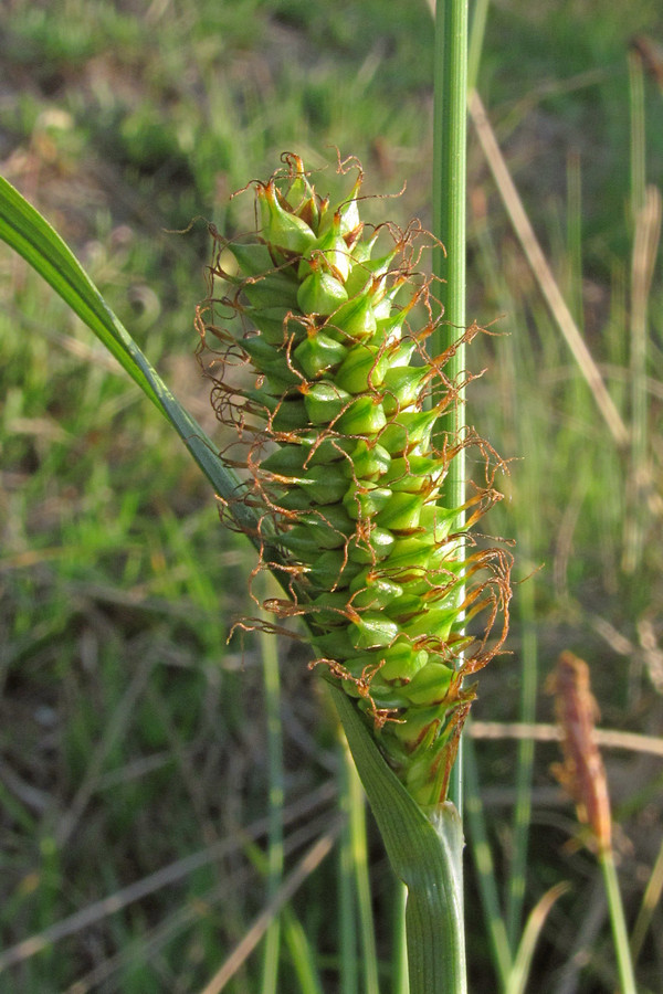 Изображение особи Carex distans.