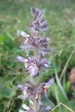 Stachys spectabilis. Верхушка соцветия. Карачаево-Черкесия, Зеленчукский р-н, долина р. Аксаут, окр. аула Красный Карачай. 11.08.2011.