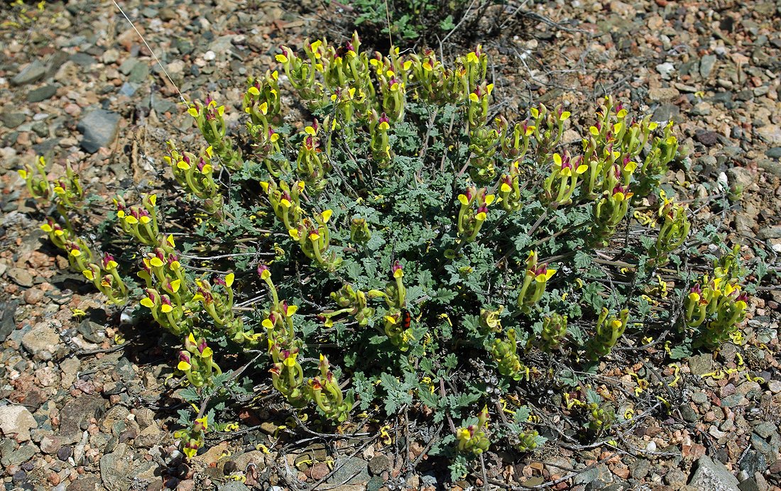 Image of Scutellaria titovii specimen.