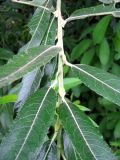 Salix dasyclados