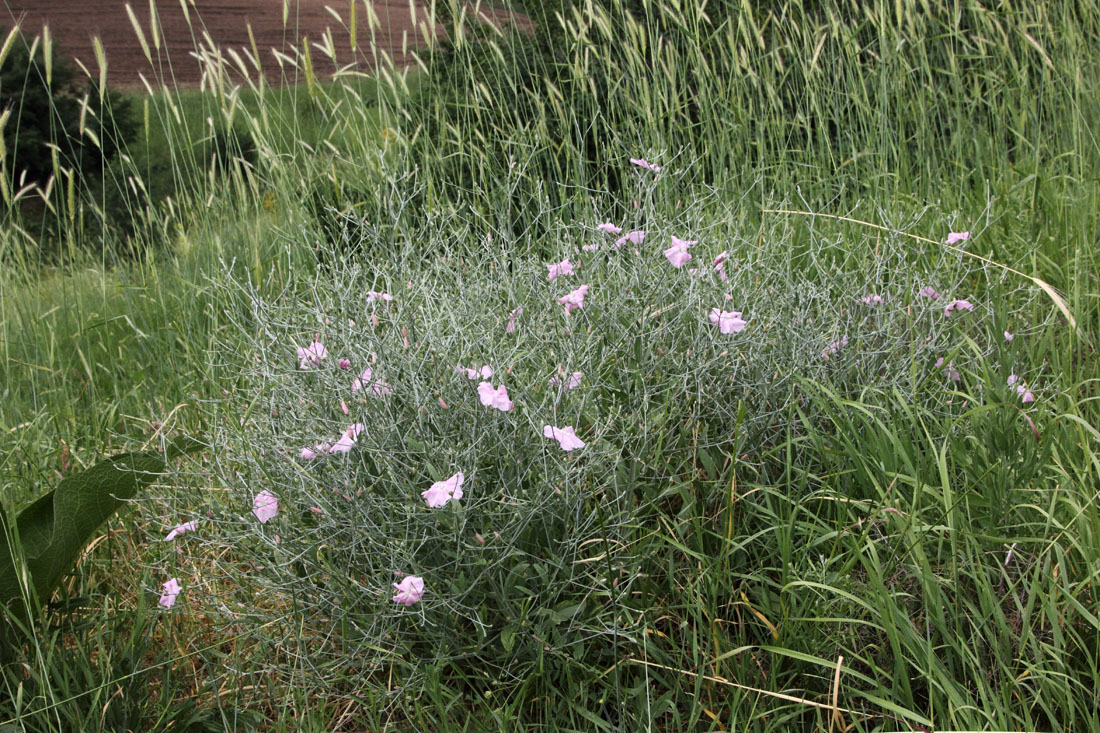 Изображение особи Convolvulus subhirsutus.