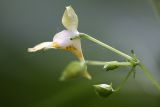 Impatiens parviflora