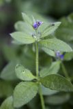 Asperugo procumbens. Верхушка цветущего растения. Южный Казахстан, хр. Боролдайтау, ущ. Кенозен; 1050 м н.у.м. 01.05.2012.