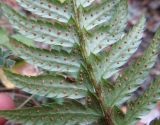 Polystichum aculeatum