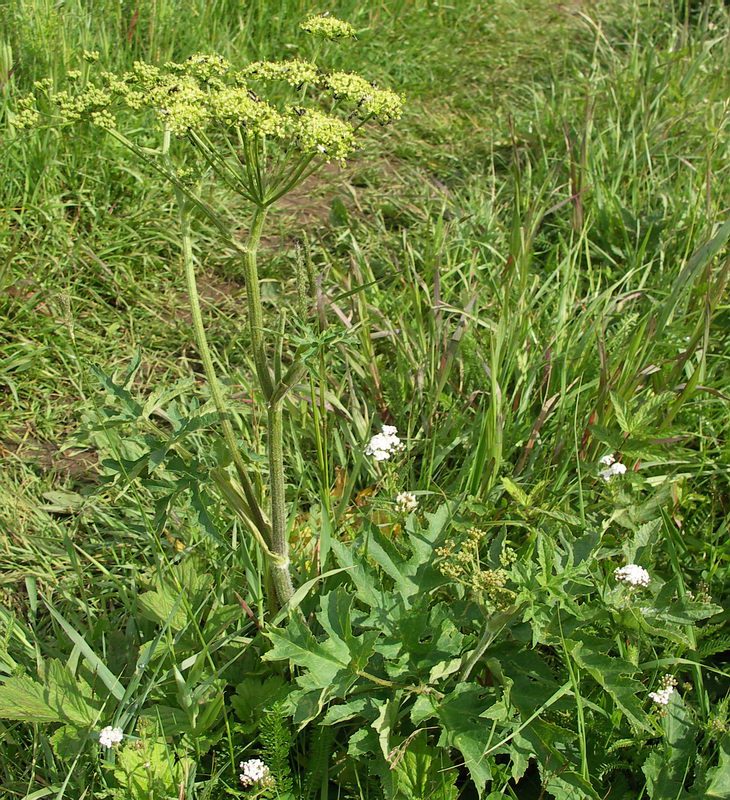 Изображение особи Heracleum sibiricum.