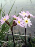 Primula pamirica