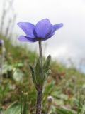 Anemonastrum demissum