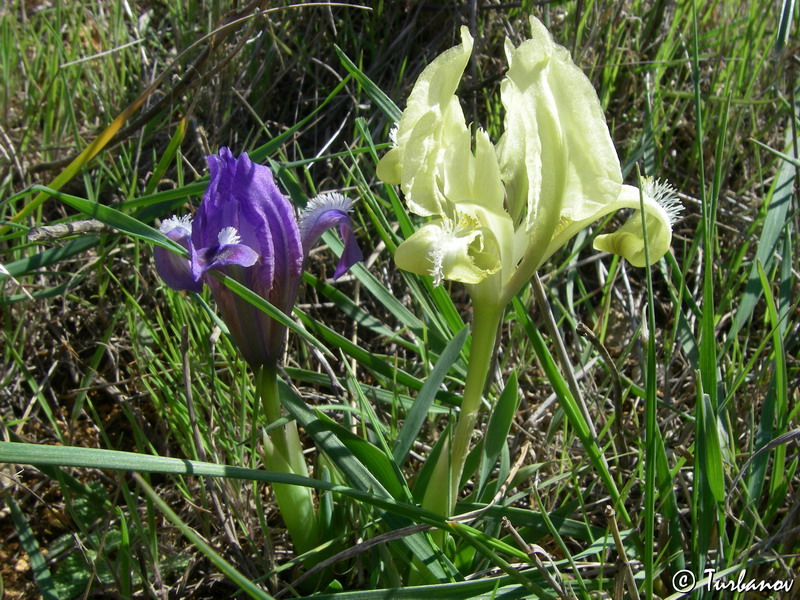 Изображение особи Iris pumila.