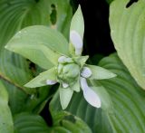 Hosta plantaginea