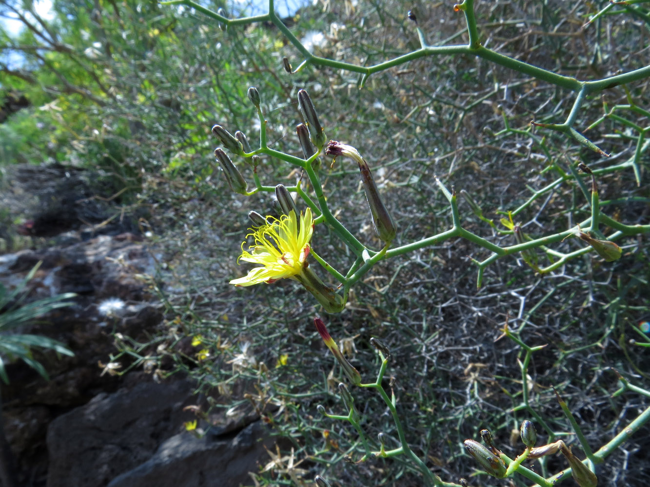 Изображение особи Launaea arborescens.