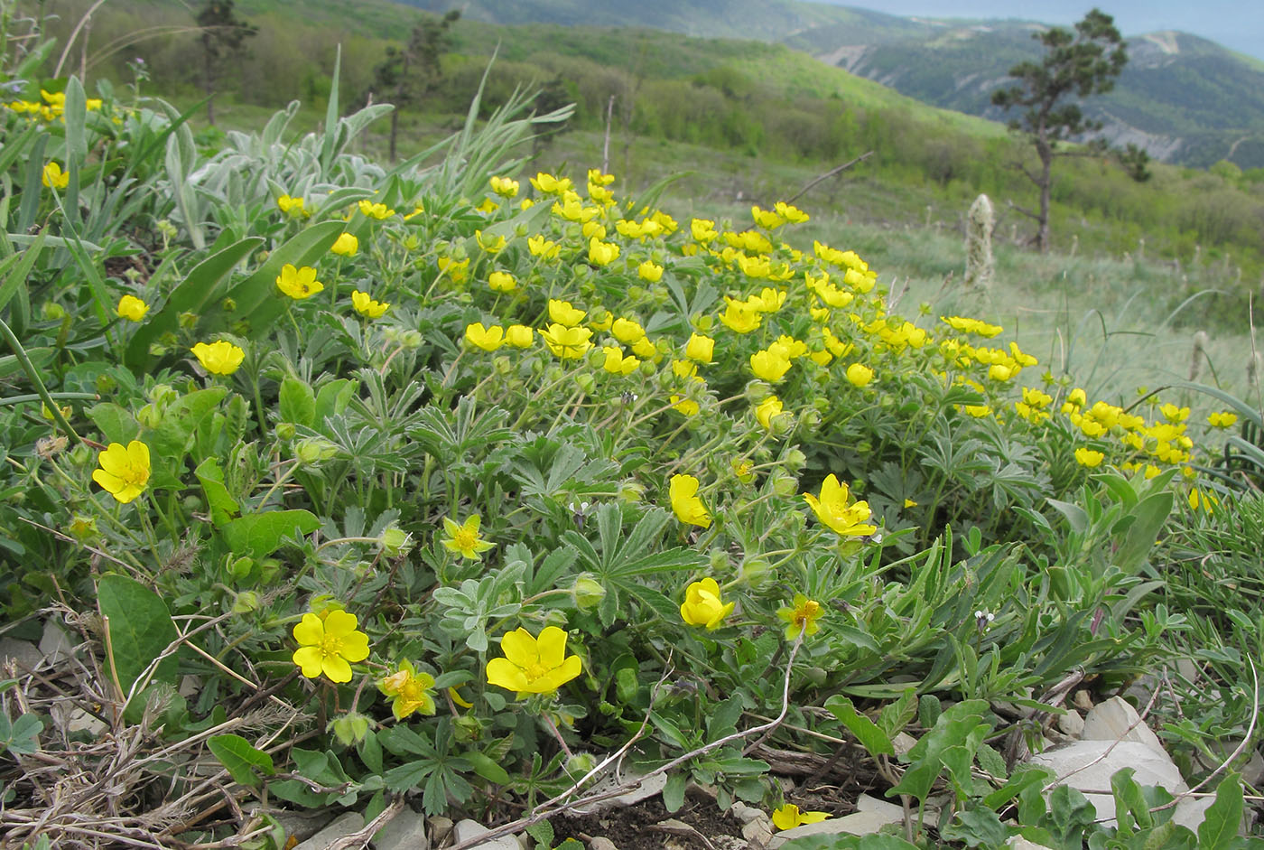 Изображение особи Potentilla sphenophylla.