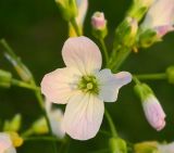 Cardamine dentata