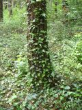 Hedera helix