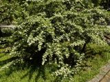 Pyracantha angustifolia