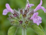 Clinopodium vulgare