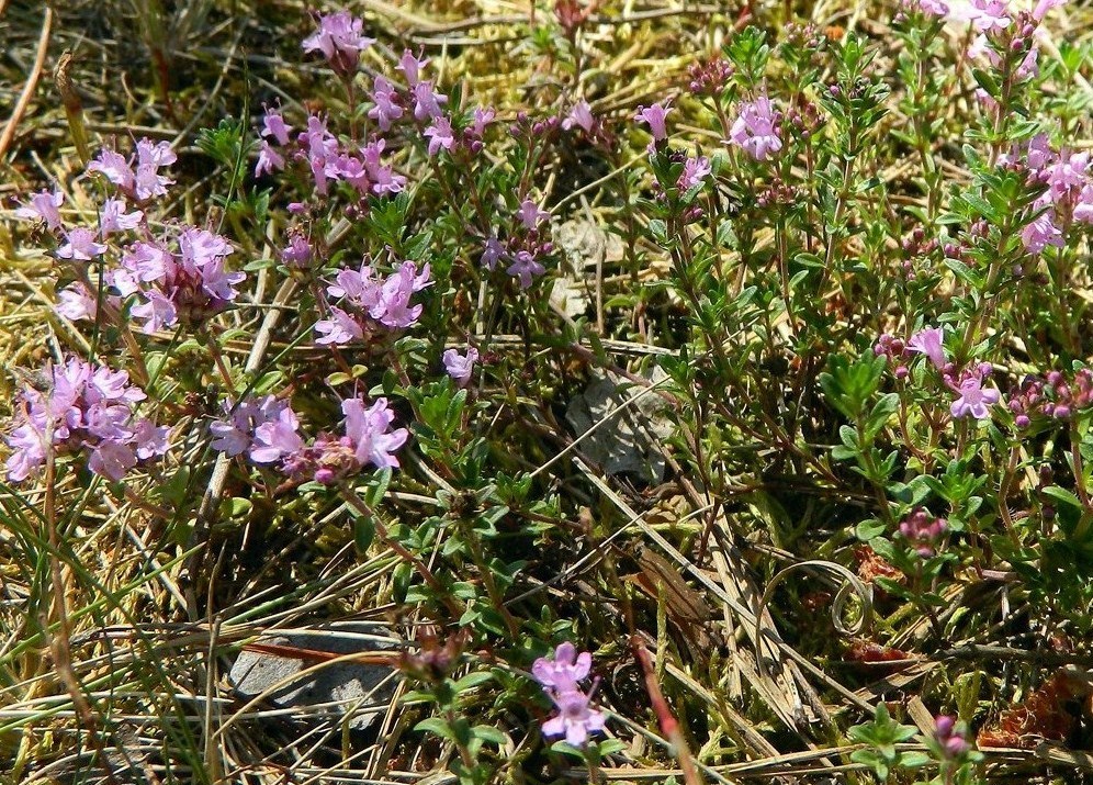 Изображение особи Thymus serpyllum.