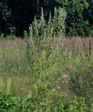 Artemisia vulgaris