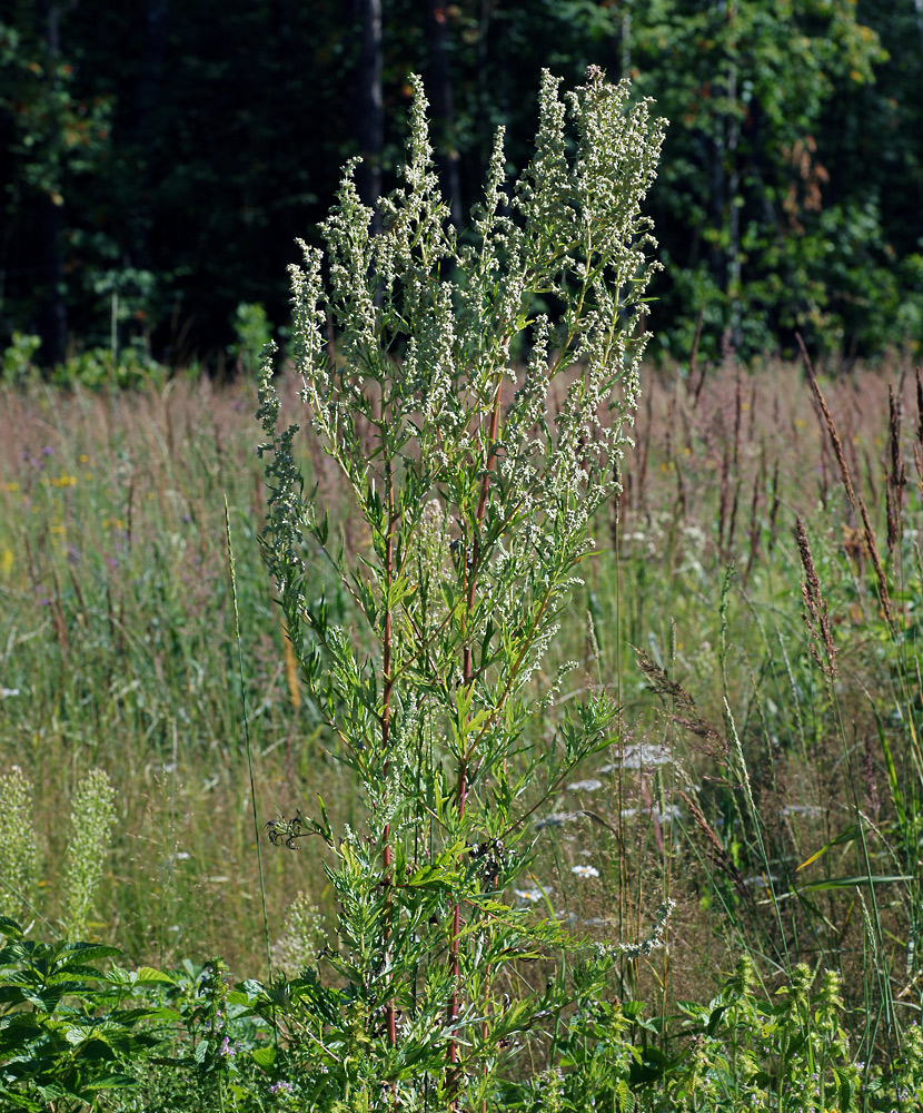 Изображение особи Artemisia vulgaris.