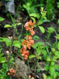 Chaenomeles japonica