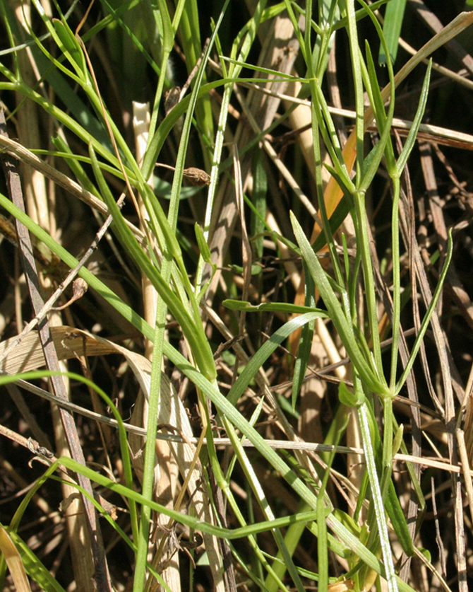 Image of Stellaria graminea specimen.