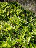 Saponaria officinalis