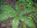 Dryopteris crassirhizoma. Растение в хвойном лесу. Приморье, окр. Дальнегорска, смешанный лес. 29.08.2006.