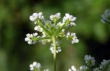 Chaerophyllum bulbosum