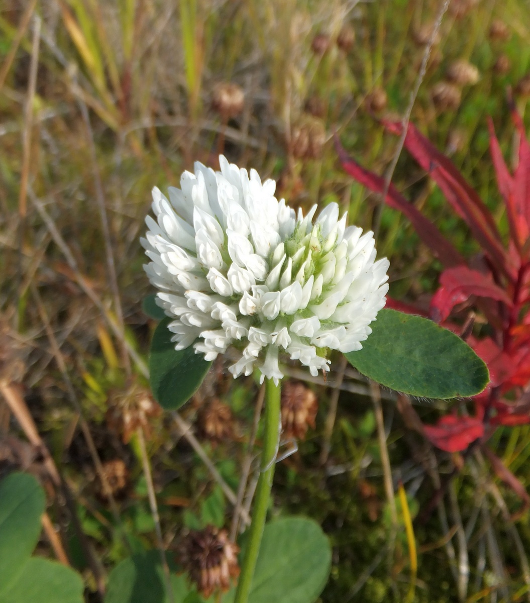 Изображение особи Trifolium pratense.