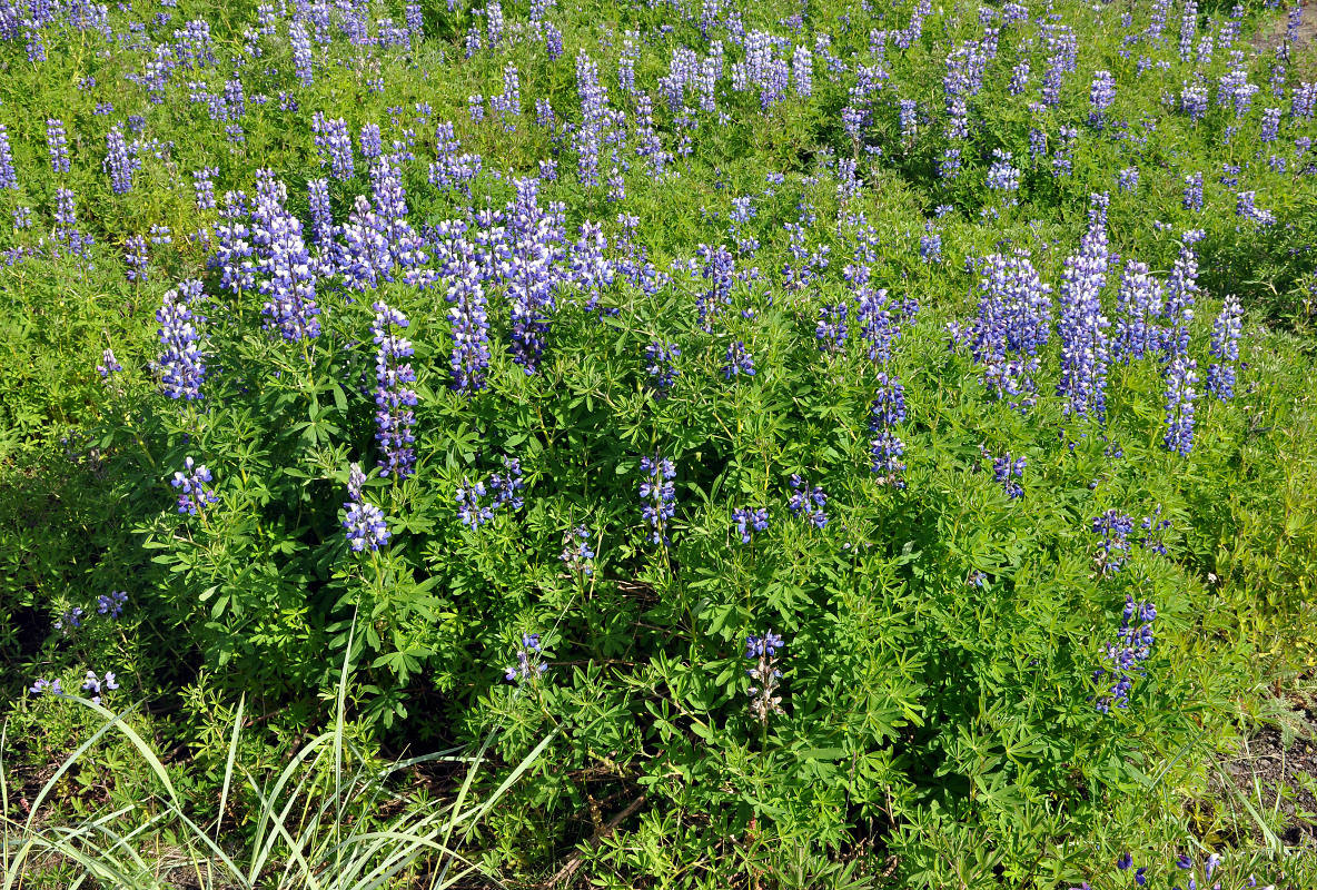 Изображение особи Lupinus nootkatensis.