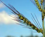 Echinochloa crus-galli