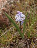 Hyacinthella leucophaea