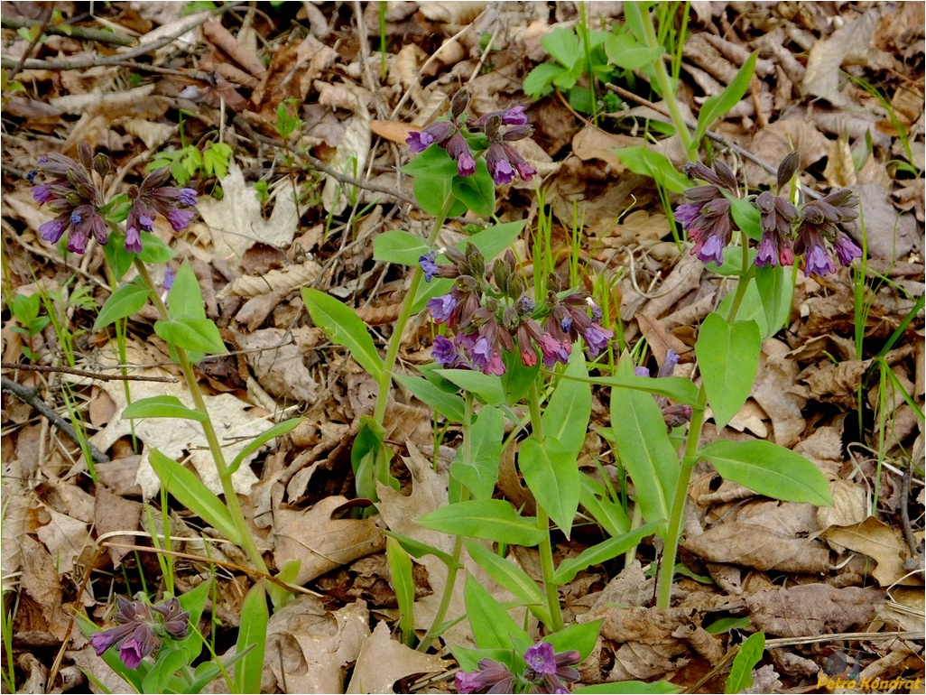 Изображение особи Pulmonaria mollis.