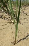 Calamagrostis pseudophragmites. Нижняя часть растения. Краснодарский край, м/о город-курорт Анапа, окр. с. Витязево, Витязевская коса, частично закреплённая дюна. 7 июня 2017 г.