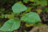 Betula pubescens