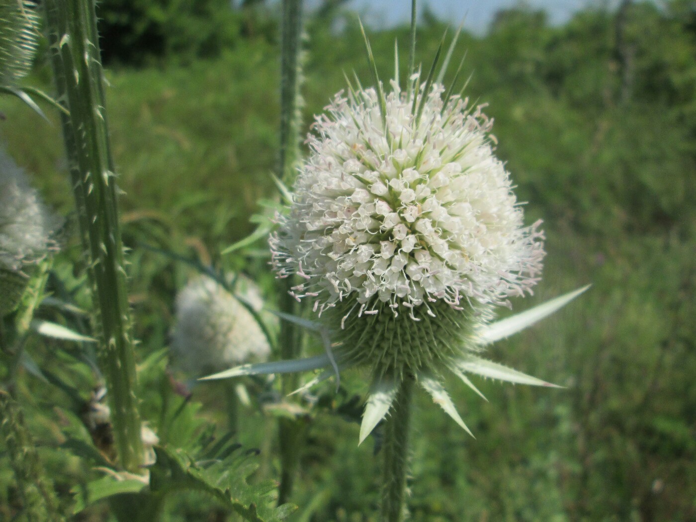 Изображение особи Dipsacus laciniatus.